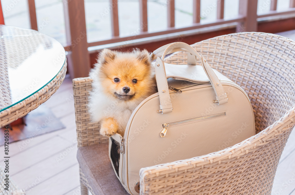 Red Pomeranian sitting in beige dog carrying bag Stock Photo | Adobe Stock