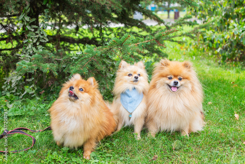 Three red dogs sitting on green grass under spruce in park © Agatalina