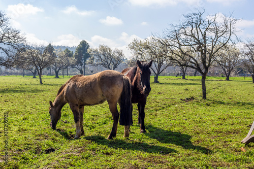 Two horses grazing on the meadow