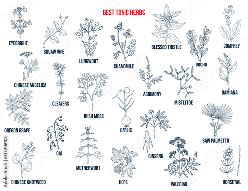 Best tonic herbs collection. Hand drawn vector set