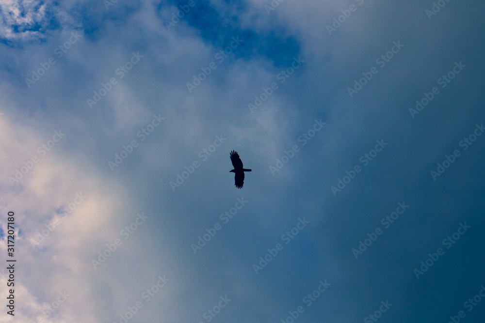 bird in flight