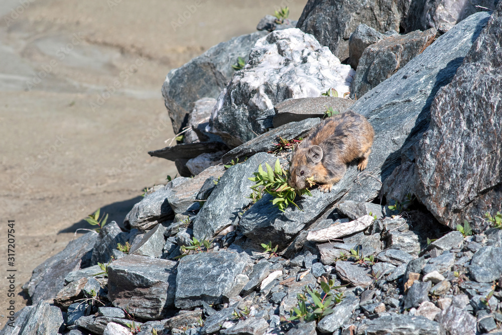 Pika (cony) taking leaves into its hole. Wild life of high altitude.