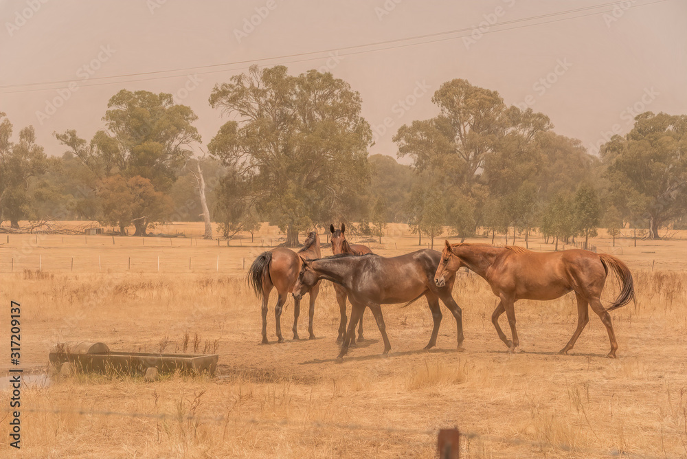 Horses in smoke from Australian bushfires at Euroa, north East Victoria Horses in smoke from Australian bushfires at Euroa, north East Victoria