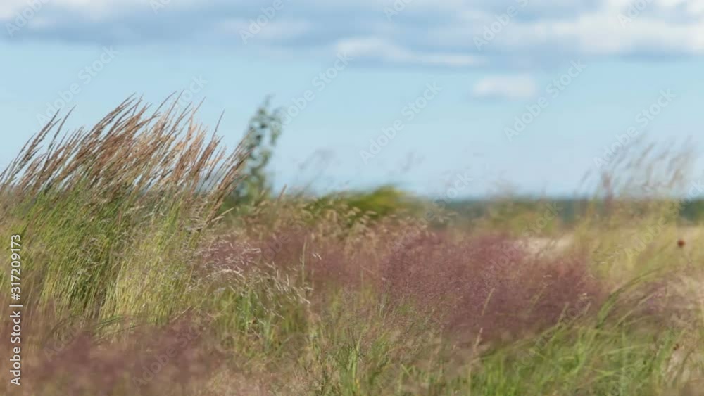 strong wind sways ears of grass against a blue sky, low angle view strong wind sways ears of grass against a blue sky, low angle view