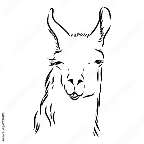 head of cute alpaca, portrait of a llama