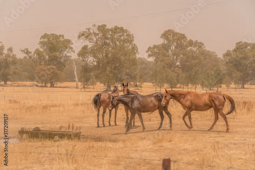 Horses in smoke from Australian bushfires at Euroa, north East Victoria