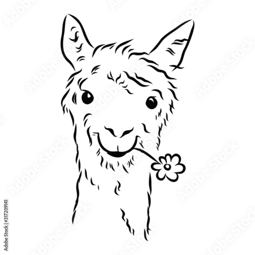 vector image of a cute alpaca, portrait of a llama