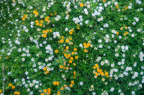 Grass flower background