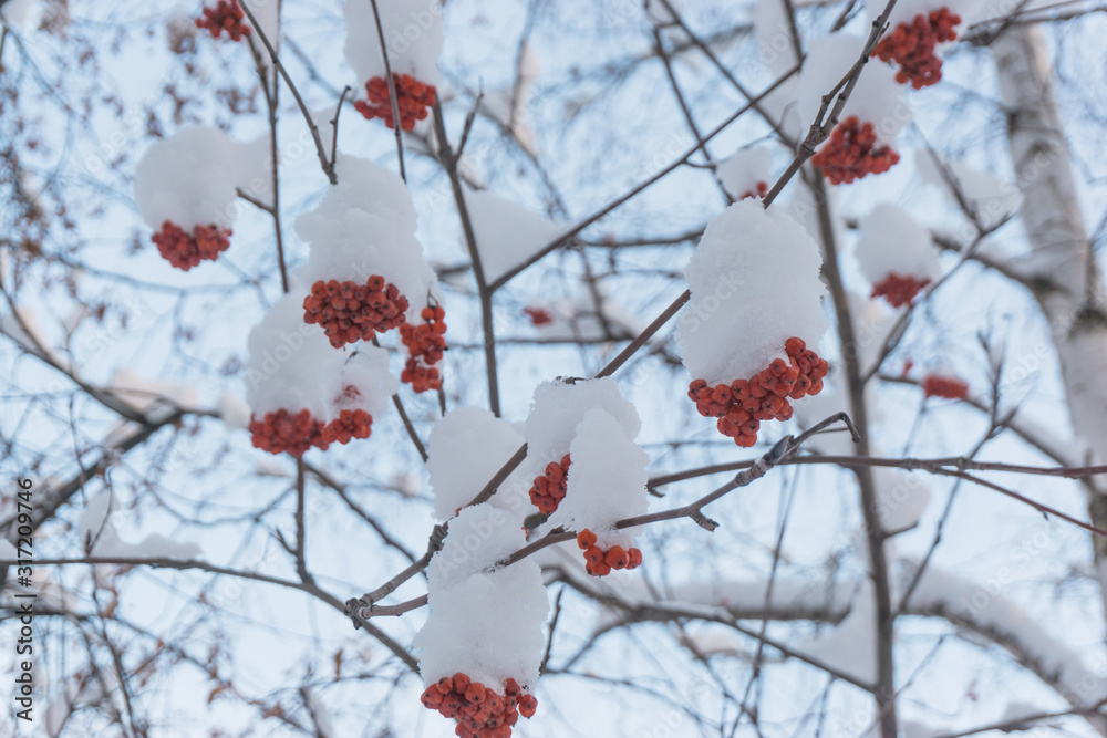 Bunches of red rowan berries in the snow on the branches in the winter garden, natural background. Bunches of red rowan berries in the snow on the branches in the winter garden, natural background.