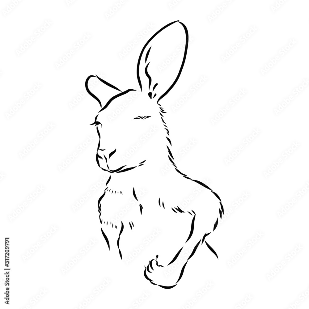 Fototapeta premium funny winking kangaroo, portrait of a cute animal, vector sketch