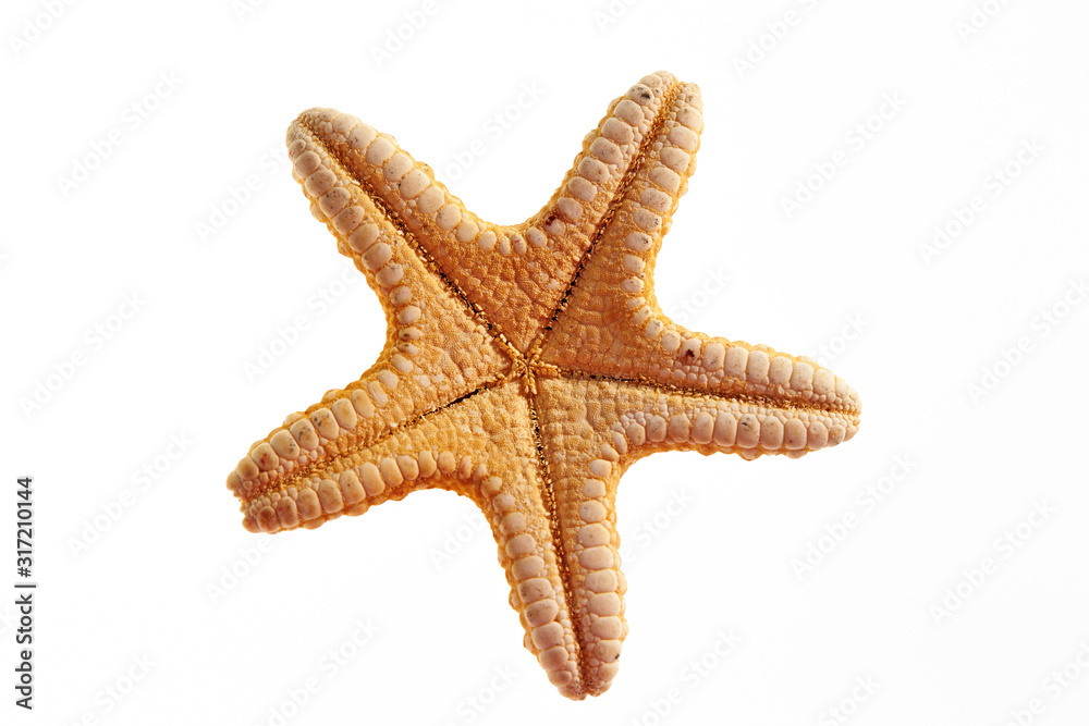 Isolated starfish on white background Isolated starfish on white background