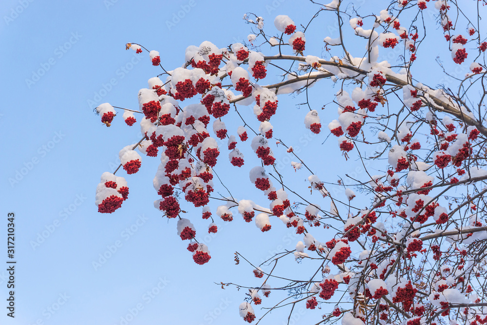 Bunches of red rowan berries in the snow on the branches in the winter garden, natural background. Bunches of red rowan berries in the snow on the branches in the winter garden, natural background.