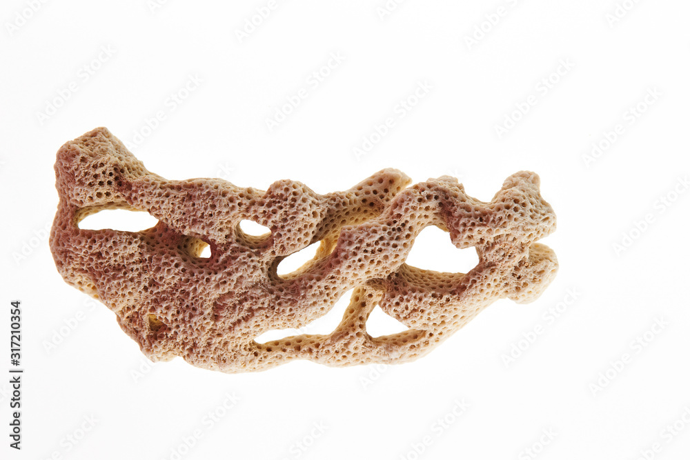 Isolated coral on white background 