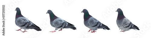 rock dove isolated on white background