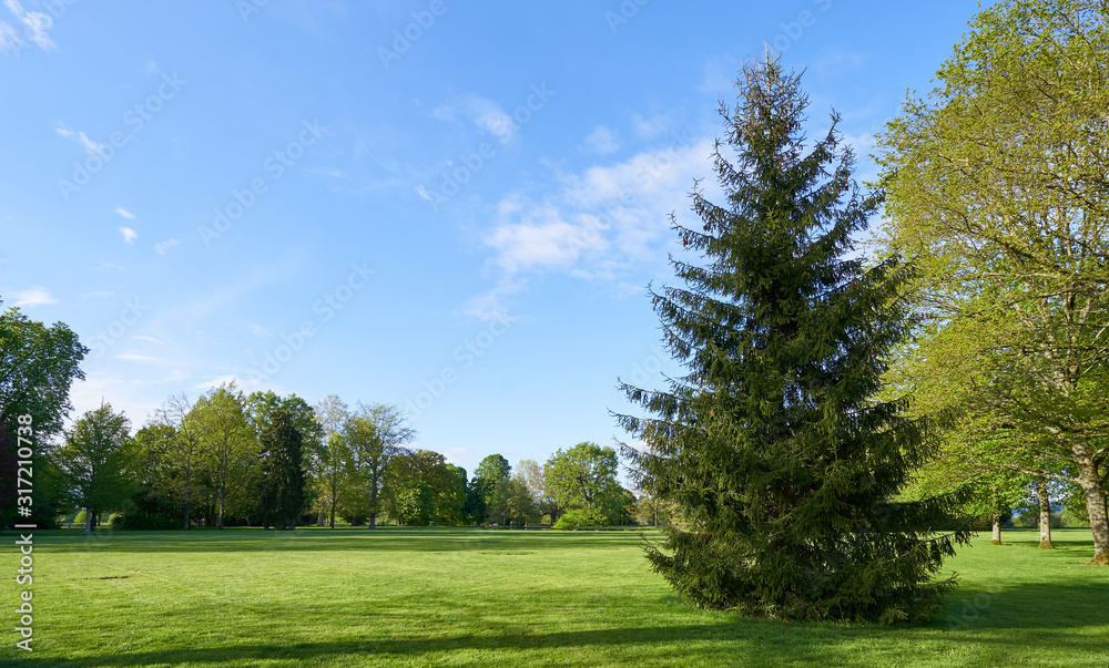 One Spruce in the background of a park with a lawn, deciduous trees and text space