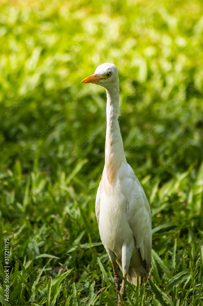 white egret along a forest white egret along a forest