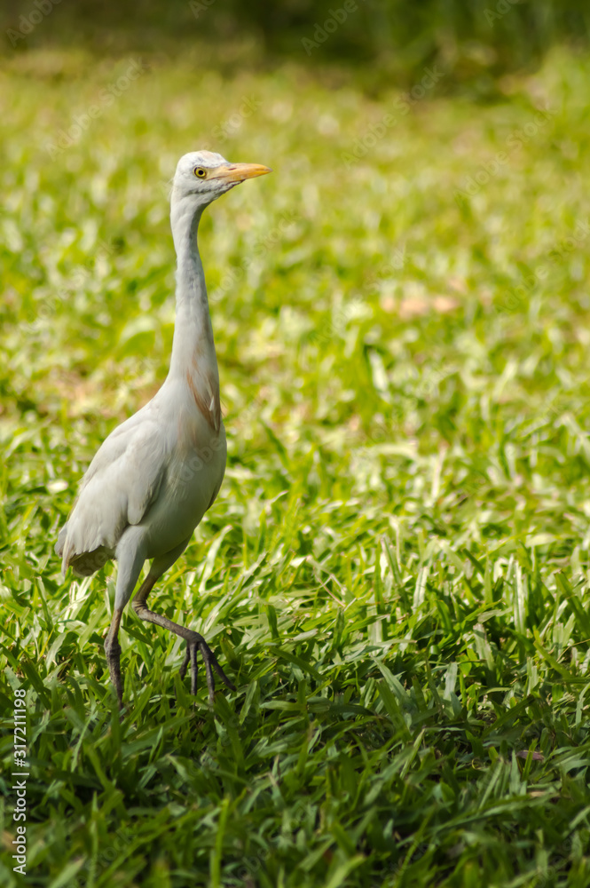 white egret along a forest white egret along a forest