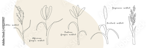 Continuous line millet, grain crop. Vector line art. Perfect for logo, packaging design, icon