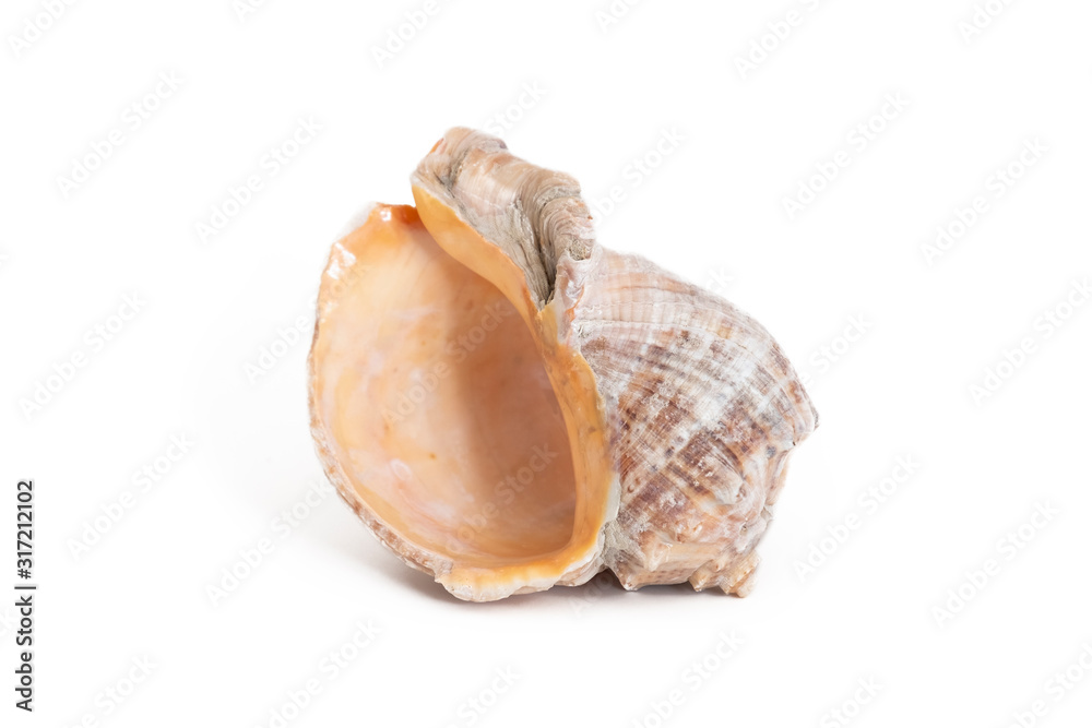 Single Seashell Isolated On White Background Single Seashell Isolated On White Background