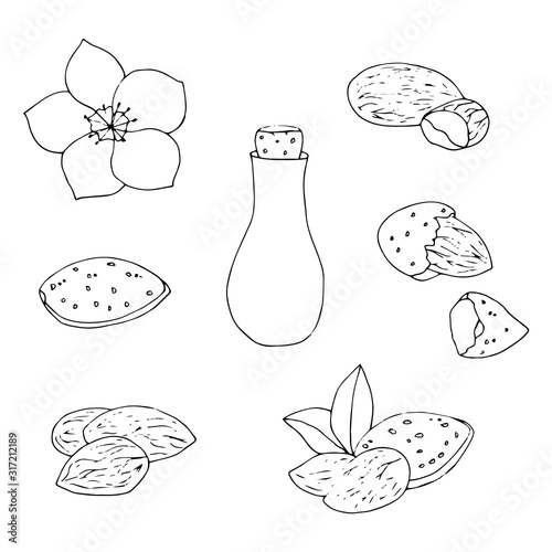 Hand drawn outline almond collection. Vector illustration.