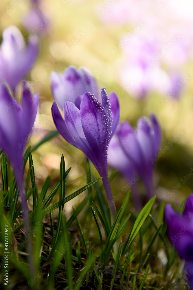 Tender spring crocus flowers of lilac saffron in a clearing in the mountains. Dewdrops on the petals, close-up. Spring wild primroses.