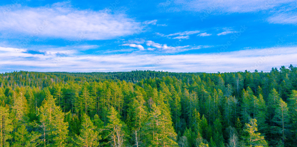 Norweski las w piękny słoneczny dzień