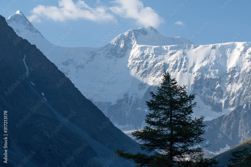 Alpine landscape. A fir tree on the background of Belukha Mountain. Katun range, Altai, Altai Republic, Siberia, Russia.