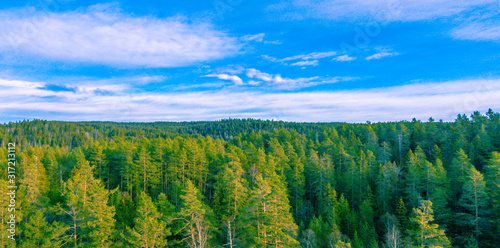 Norweski las w piękny słoneczny dzień