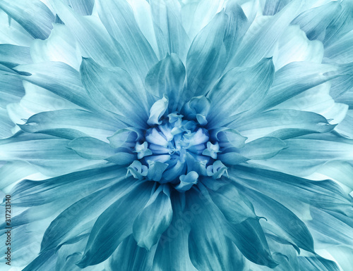 Floral turquoise background.  Dahlia  flower.  Close-up.  Nature.