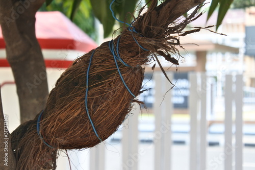 The upper part of the combined plant is called the scion while the lower. Grafting or graftage is a horticultural technique whereby tissues of plants are joined so as to continue their growth together
