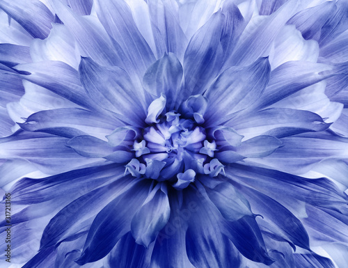 Floral white-blue background.  Dahlia  flower.  Close-up.  Nature.