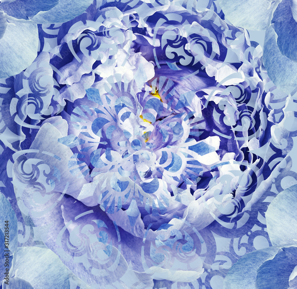 Floral purple-blue background. light blue peony flower.  Close-up.  Nature.