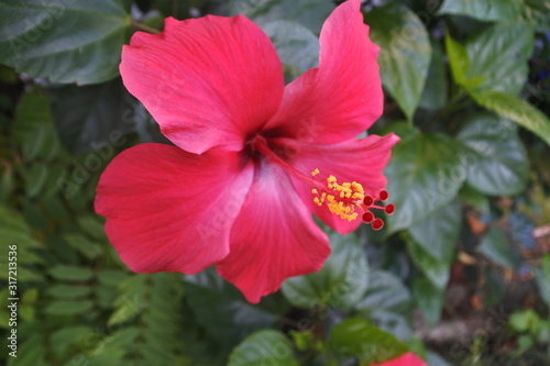 detail of Kembang sepatu  Hibiscus rosa-sinensis 