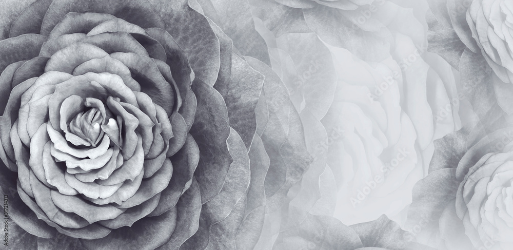 Fototapeta premium Floral white-black background. A bouquet of white-black roses flowers. Close-up. floral collage. Flower composition. Nature. .