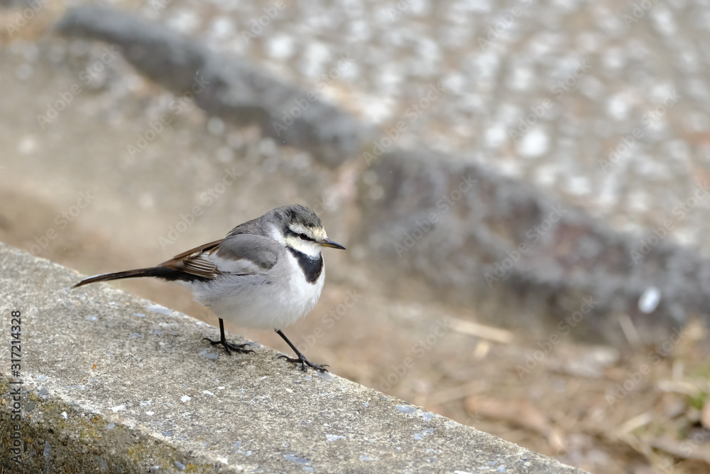 white wagtail