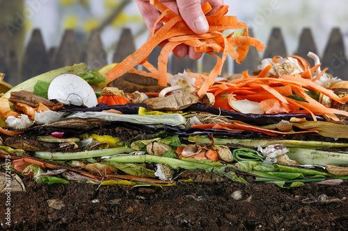 Male hand adding carrot peels .to a colorful compost heap consisting of rotting kitchen leftovers photo