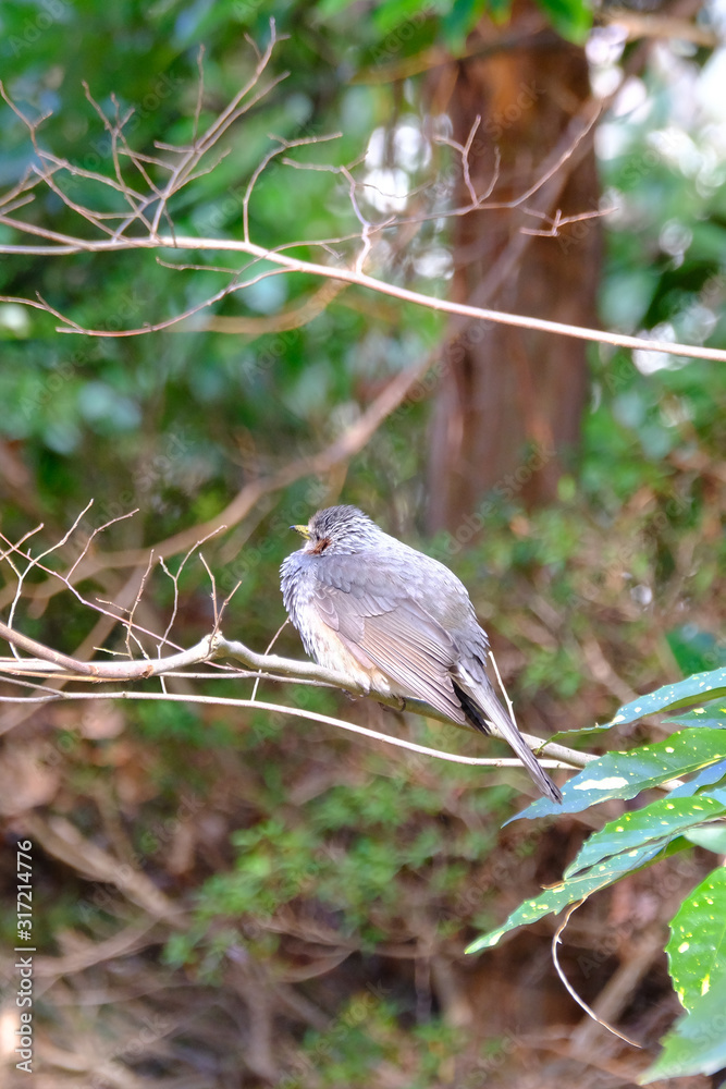 bulbul on branch bulbul on branch