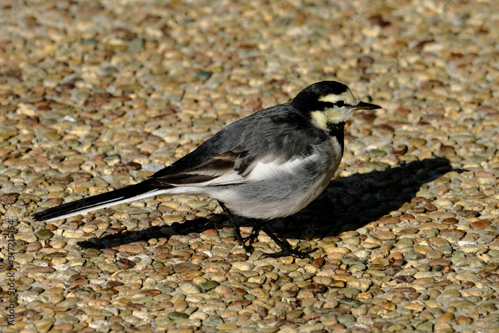 white wagtail white wagtail
