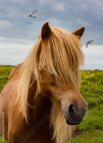 Beautiful Icelandic mare 