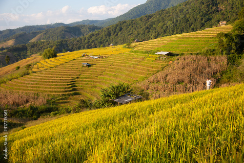 Sunset sky landscape view at yellow and green terraced rice field in Pa Pong Piang   Mae Chaem  Chiang Mai  Thailand .