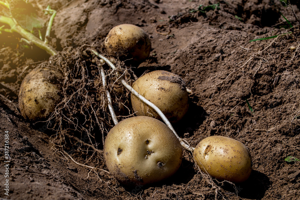 Harvesting fresh organic potatoes in the fields, raw potatoes. Harvesting fresh organic potatoes in the fields, raw potatoes.
