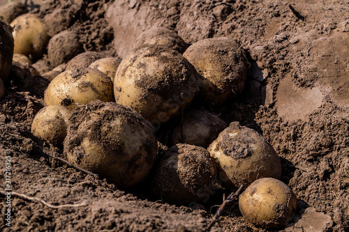Harvesting fresh organic potatoes in the fields, raw potatoes.