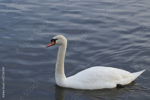 Swan floats on lake
