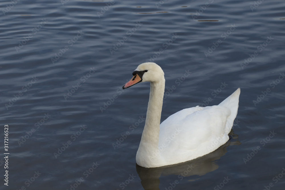 Swan on the water Swan on the water