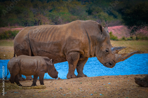 Rhino with his baby on the riverside  africa savannah 2020