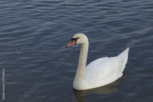 Swan on the water 