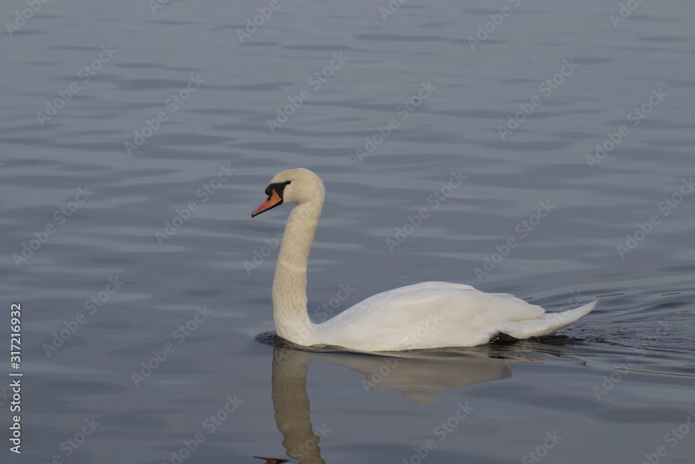 Floating swan 8