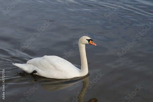 Floating swan 3
