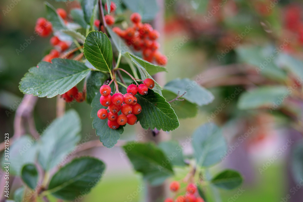 Red small berries such as viburnum or hawthorn on a tree branch close up, blurred background from the back