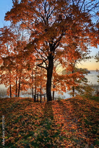 Auunmn tree in sunrise sun